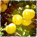 Chaenomeles Japonica
